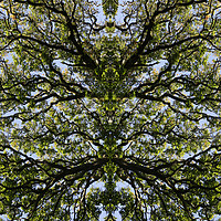 Buy canvas prints of Mirror image trees by steve ball