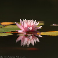 Buy canvas prints of Pink lotus water lily flower and green leaves in pond by nuno valadas