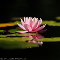 Buy canvas prints of Pink lotus water lily flower and green leaves in pond by nuno valadas
