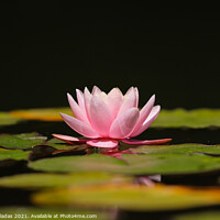 Buy canvas prints of Pink lotus water lily flower and green leaves in pond, by nuno valadas