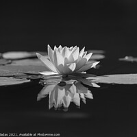 Buy canvas prints of lotus water lily flower and green leaves in pond by nuno valadas