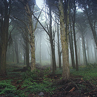 Buy canvas prints of Forest with mist in a Natural Park by nuno valadas