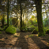 Buy canvas prints of Forest in spring with beautiful bright sun rays.  by nuno valadas
