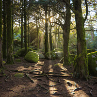 Buy canvas prints of Forest in spring with beautiful bright sun rays. by nuno valadas