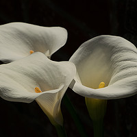 Buy canvas prints of Trio of Lilies by Iain Fielding