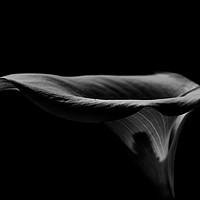 Buy canvas prints of Dark Lily by Iain Fielding