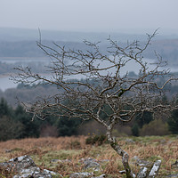 Buy canvas prints of Burrator Resevoir Tree by Iain Fielding