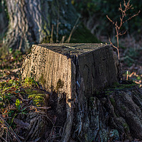 Buy canvas prints of Tree Stump by Iain Fielding