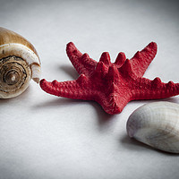 Buy canvas prints of A sea snail shell, red starfish and white clam by Ksenija Bozenko Stojan
