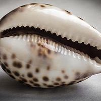 Buy canvas prints of A close up of an empty tiger cowrie seashell by Ksenija Bozenko Stojan