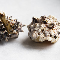 Buy canvas prints of Two empty knobbed whelk seashells  by Ksenija Bozenko Stojan