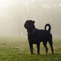 Buy canvas prints of Dog stands on grass in a park on a misty, cold mor by Ksenija Bozenko Stojan
