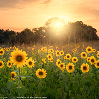 Buy canvas prints of Sunflowers by Pablo Rodriguez