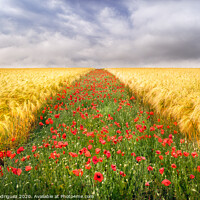 Buy canvas prints of Poppies Field by Pablo Rodriguez