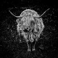 Buy canvas prints of What Moo Looking At?! by Carl Blackburn