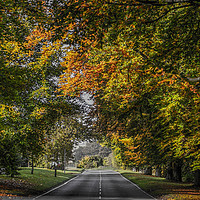 Buy canvas prints of Autumn Canopy by Zac Magner