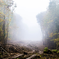 Buy canvas prints of Foggy Forest Colour by Zac Magner