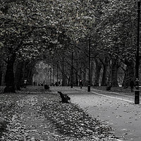 Buy canvas prints of Hyde Park by Zac Magner