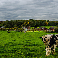 Buy canvas prints of Cows Grazing by Zac Magner