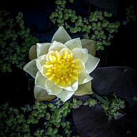 Buy canvas prints of A water lily (Nymphaea) in a pond by Ian Gibson