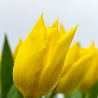 Buy canvas prints of Yellow Tulip by Ian Gibson