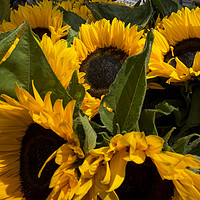 Buy canvas prints of Sunflowers by Ian Gibson