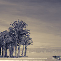 Buy canvas prints of Palm trees on the shore in Torremolinos, Spain by Ian Gibson