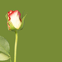 Buy canvas prints of A single rose flower and stem on green background by Ian Gibson
