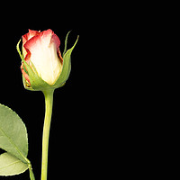 Buy canvas prints of A single rose flower and stem on black background by Ian Gibson