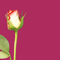 Buy canvas prints of A single rose flower and stem on magenta backgroun by Ian Gibson