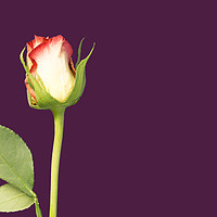 Buy canvas prints of A single rose flower and stem on mauve, or purple, by Ian Gibson