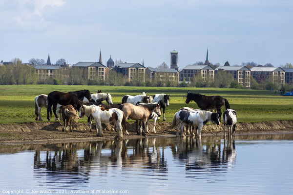 A herd of horses grazing on Port Meadow, Oxford ,Enland, UK Picture Board by Joy Walker