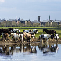 Buy canvas prints of A herd of horses grazing on Port Meadow, Oxford ,Enland, UK by Joy Walker