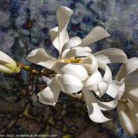 Buy canvas prints of Three Magnolia blooms by Joy Walker