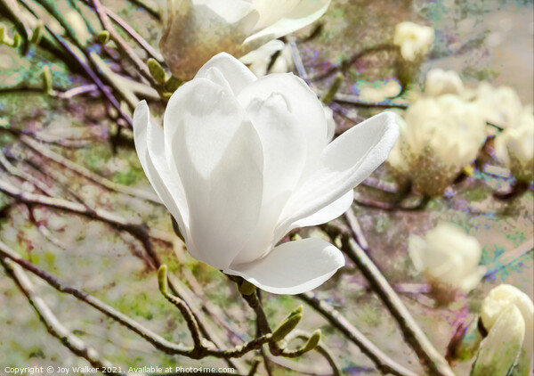 Magnolia Denudata Picture Board by Joy Walker