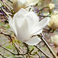 Buy canvas prints of Magnolia Denudata by Joy Walker