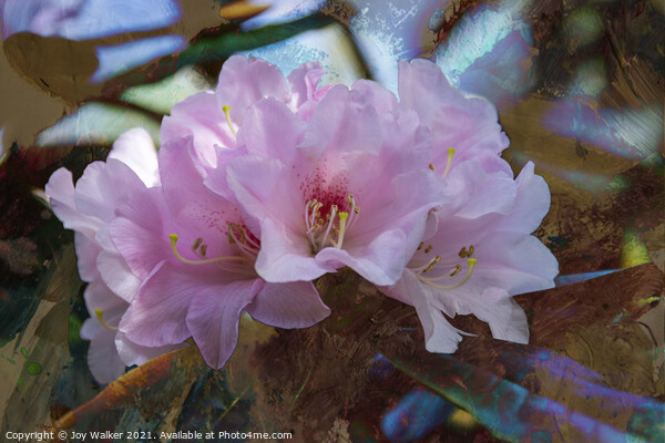 Rhododendron Yakushimanum Picture Board by Joy Walker