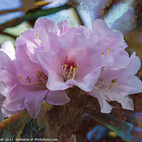 Buy canvas prints of Rhododendron Yakushimanum by Joy Walker