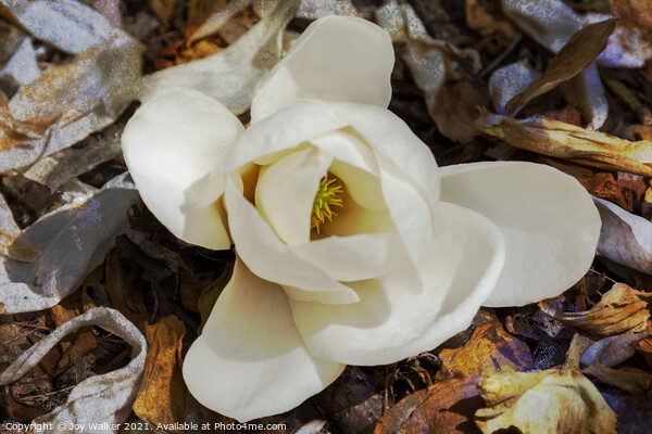 A single bloom of Magnolia Denudata  Picture Board by Joy Walker