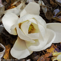 Buy canvas prints of A single bloom of Magnolia Denudata  by Joy Walker