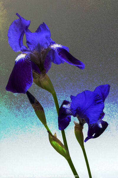 Blue flag irises  Picture Board by Joy Walker