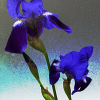 Buy canvas prints of Blue flag irises  by Joy Walker