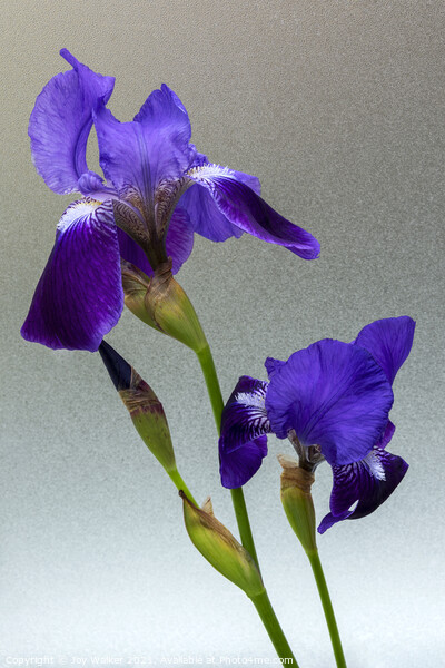 Blue flag Iris flowers Picture Board by Joy Walker