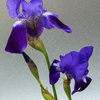 Buy canvas prints of Blue flag Iris flowers by Joy Walker