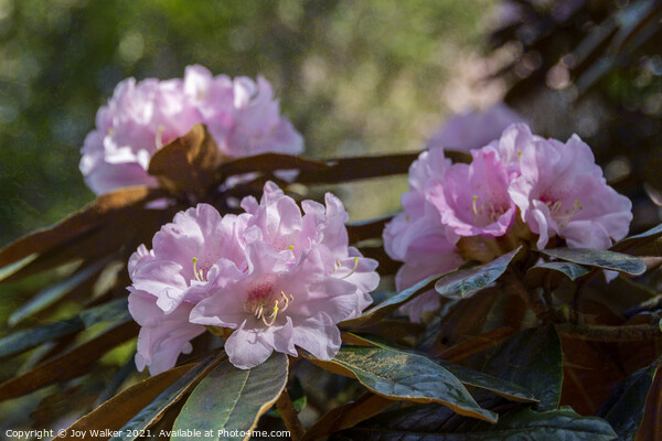 Bureaui x yakushimanum Rhododendron shrub Picture Board by Joy Walker