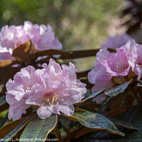 Buy canvas prints of Bureaui x yakushimanum Rhododendron shrub by Joy Walker
