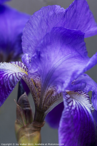 Purple Flag irises Picture Board by Joy Walker