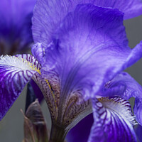 Buy canvas prints of Purple Flag irises by Joy Walker