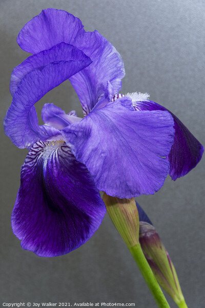 Purple Flag Iris Picture Board by Joy Walker