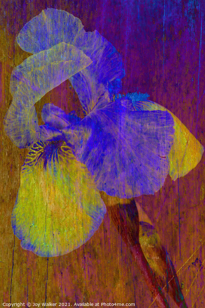 Purple Flag Iris Picture Board by Joy Walker